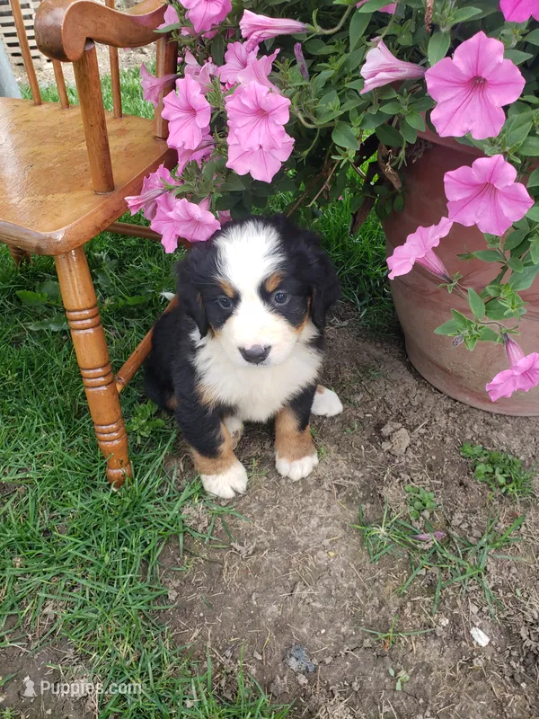 Daisy  – Bernese Mountain Dog puppy for sale in New Haven, IN