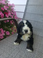 Roscoe , a male Bernedoodle for sale in New Haven, IN – 7 of 8