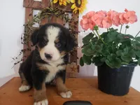 Hannah , a female Bernese Mountain Dog for sale in New Haven, IN – 5 of 7