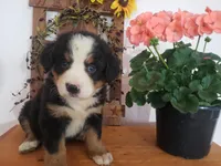 Hannah , a female Bernese Mountain Dog for sale in New Haven, IN – 2 of 7