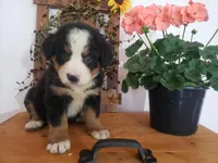 Hannah , a female Bernese Mountain Dog for sale in New Haven, IN – 6 of 7