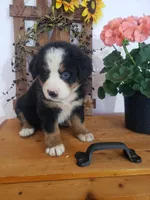 Hannah , a female Bernese Mountain Dog for sale in New Haven, IN – 7 of 7