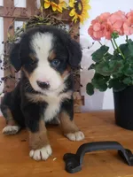 Hannah , a female Bernese Mountain Dog for sale in New Haven, IN – 1 of 7