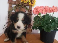 Hannah , a female Bernese Mountain Dog for sale in New Haven, IN – 3 of 7