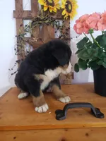 Hannah , a female Bernese Mountain Dog for sale in New Haven, IN – 4 of 7