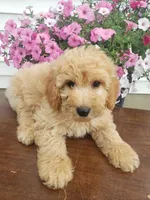 Sammy , a male Miniature Goldendoodle for sale in New Haven, IN – 7 of 9