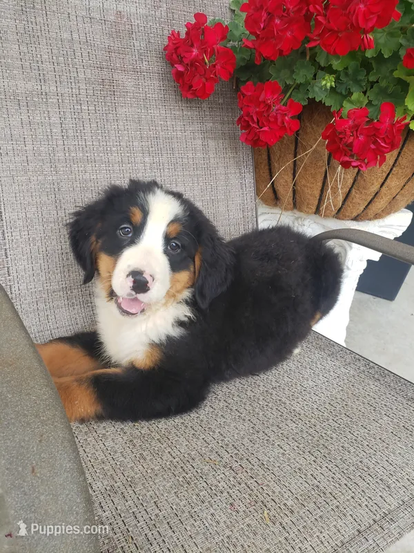 Lena – Bernese Mountain Dog puppy for sale in New Haven, IN