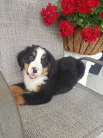 Lena, a female Bernese Mountain Dog for sale in New Haven, IN – 6 of 9