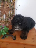 Bear, a male Bernedoodle for sale in New Haven, IN – 7 of 9