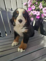 Emma , a female Bernese Mountain Dog for sale in New Haven, IN – 1 of 10