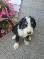 Emma , a female Bernedoodle for sale in New Haven, IN – 8 of 10