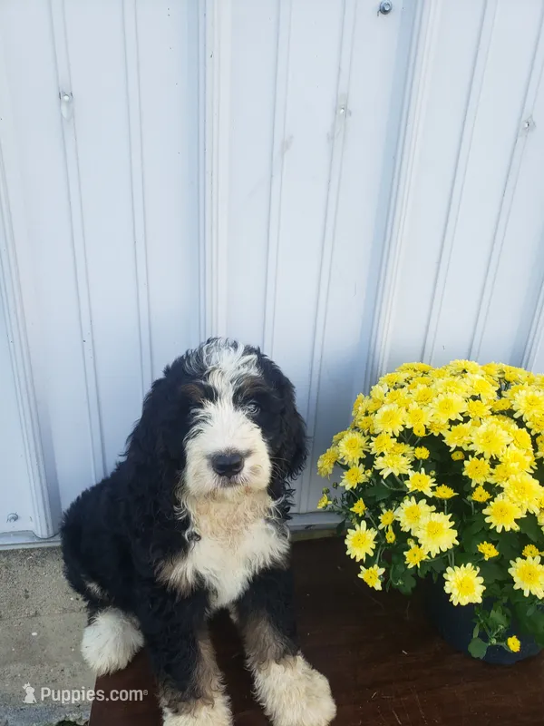Benji – Bernedoodle puppy for sale in New Haven, IN