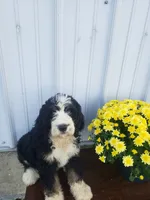 Benji, a male Bernedoodle for sale in New Haven, IN – 5 of 10