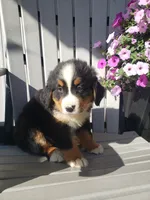 Lilly , a female Bernese Mountain Dog for sale in New Haven, IN – 2 of 10
