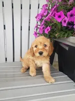 Linda, a female Miniature Goldendoodle for sale in New Haven, IN – 1 of 4