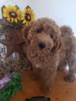 Noah, a male Miniature Goldendoodle for sale in New Haven, IN – 4 of 10
