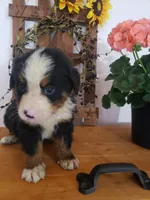 Lucy, a female Bernese Mountain Dog for sale in New Haven, IN – 10 of 10