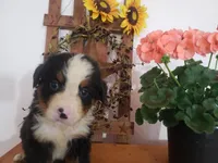 Lucy, a female Bernese Mountain Dog for sale in New Haven, IN – 8 of 10