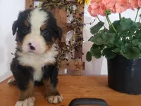 Lucy, a female Bernese Mountain Dog for sale in New Haven, IN – 5 of 10