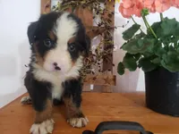 Lucy, a female Bernese Mountain Dog for sale in New Haven, IN – 7 of 10