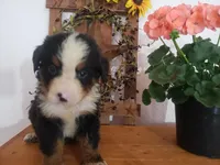 Lucy, a female Bernese Mountain Dog for sale in New Haven, IN – 9 of 10