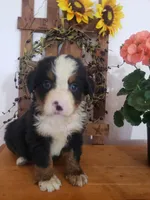 Lucy, a female Bernese Mountain Dog for sale in New Haven, IN – 3 of 10