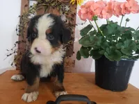 Lucy, a female Bernese Mountain Dog for sale in New Haven, IN – 2 of 10