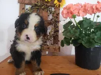 Lucy, a female Bernese Mountain Dog for sale in New Haven, IN – 6 of 10