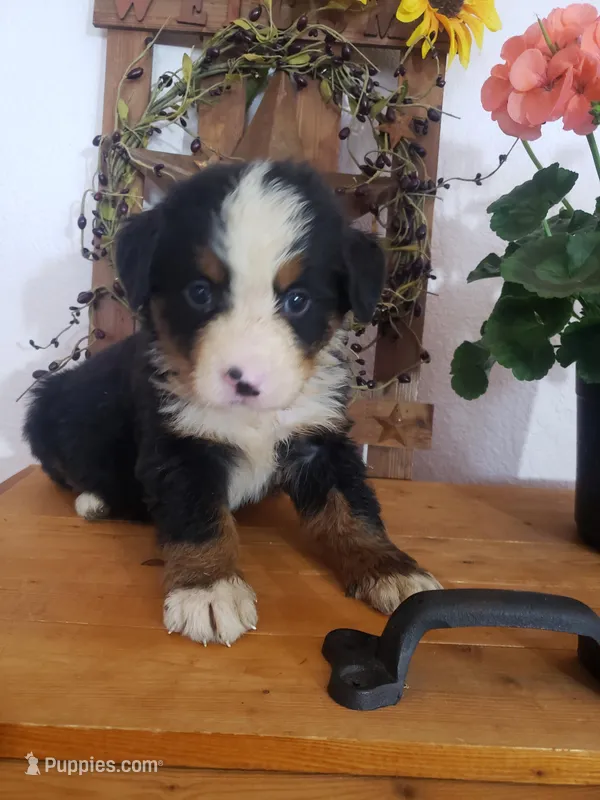 Lucy – Bernese Mountain Dog puppy for sale in New Haven, IN