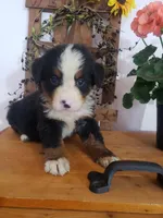 Lucy, a female Bernese Mountain Dog for sale in New Haven, IN – 1 of 10