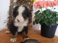 Lucy, a female Bernese Mountain Dog for sale in New Haven, IN – 4 of 10