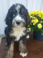 Noah Roscoe , a male Bernedoodle for sale in New Haven, IN – 5 of 5