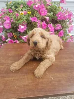 Noah, a male Miniature Goldendoodle for sale in New Haven, IN – 3 of 10