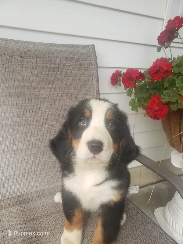 Hannah  – Bernese Mountain Dog puppy for sale in New Haven, IN