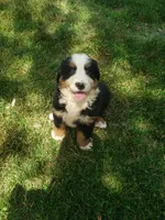 Emma , a female Bernese Mountain Dog for sale in New Haven, IN – 7 of 7