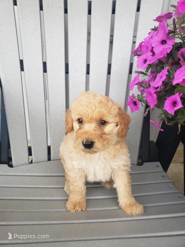Cooper – Miniature Goldendoodle puppy for sale in New Haven, IN