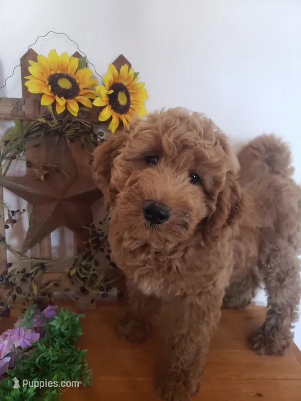 Noah – Miniature Goldendoodle puppy for sale in New Haven, IN