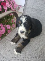 MOOSE , a male Bernedoodle for sale in New Haven, IN – 9 of 10