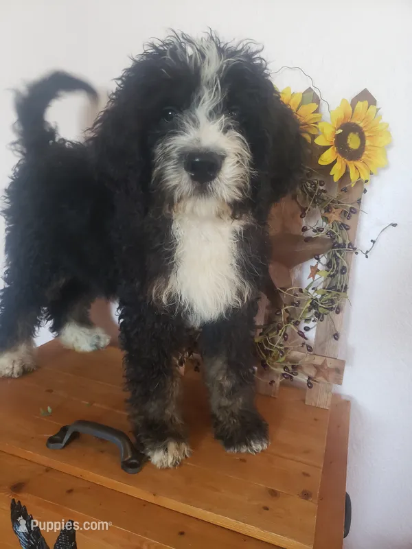 MOOSE  – Bernedoodle puppy for sale in New Haven, IN
