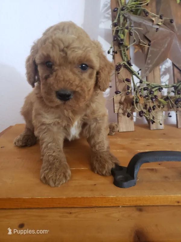 Benji – Miniature Goldendoodle puppy for sale in New Haven, IN