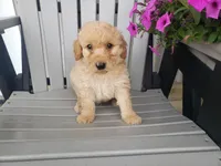 Cooper, a male Miniature Goldendoodle for sale in New Haven, IN – 4 of 4