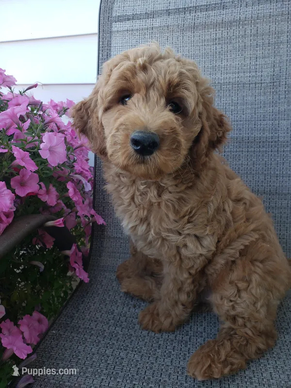Noah – Miniature Goldendoodle puppy for sale in New Haven, IN