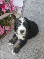 MOOSE , a male Bernedoodle for sale in New Haven, IN – 8 of 10