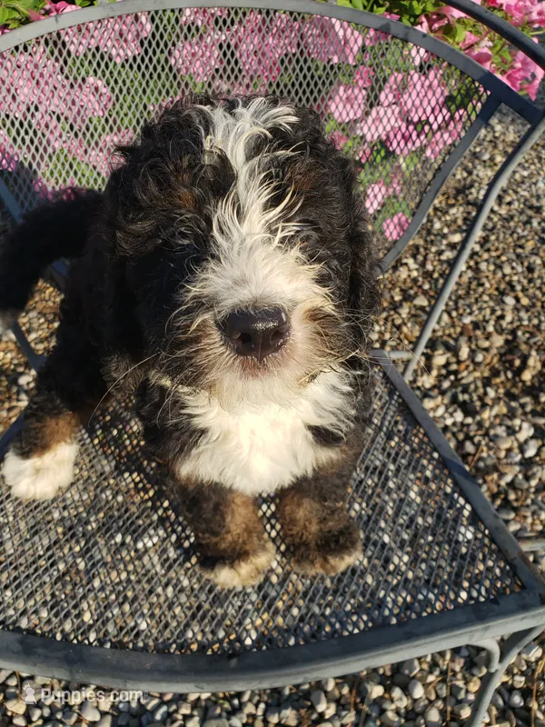 MOOSE  – Bernedoodle puppy for sale in New Haven, IN