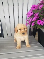 Cooper, a male Miniature Goldendoodle for sale in New Haven, IN – 2 of 4