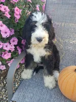 Benji, a male Bernedoodle for sale in New Haven, IN – 3 of 10
