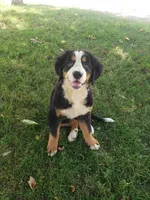 Maddie , a female Bernese Mountain Dog for sale in New Haven, IN – 2 of 9