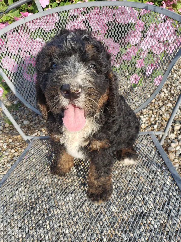 Bear – Bernedoodle puppy for sale in New Haven, IN