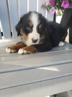 Duke, a male Bernese Mountain Dog for sale in New Haven, IN – 10 of 10