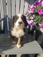 Daisy , a female Bernese Mountain Dog for sale in New Haven, IN – 9 of 9